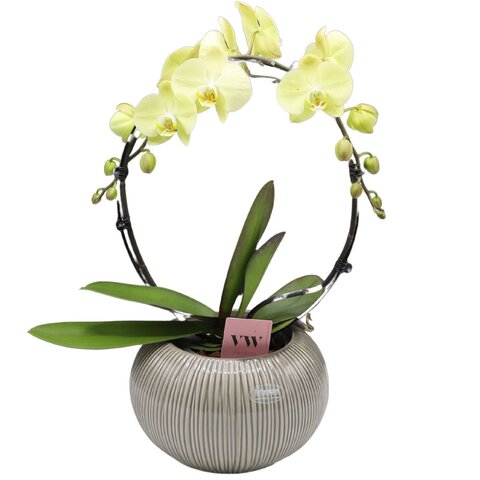 Orchideepot bol gestreept 22cm - groen - image 2