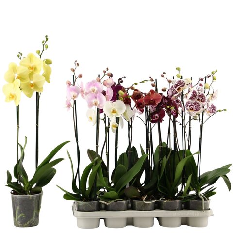 Phalaenopsis 2tak mix P12