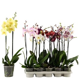 Phalaenopsis 2tak mix P12