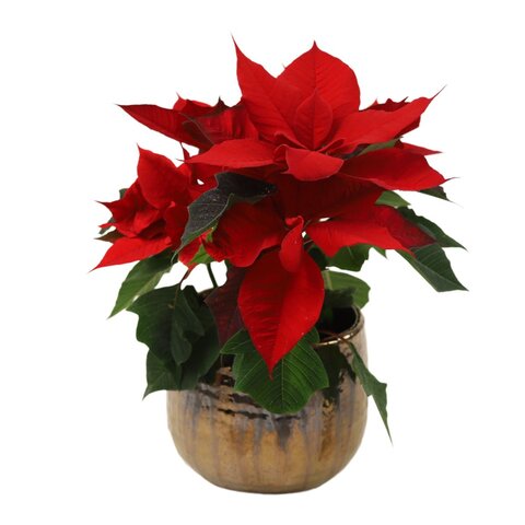 Poinsettia Gloriette® P10,5