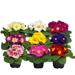 Primula Mix p10.5 - afbeelding 2