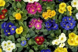 Primula Mix p10.5 - afbeelding 3