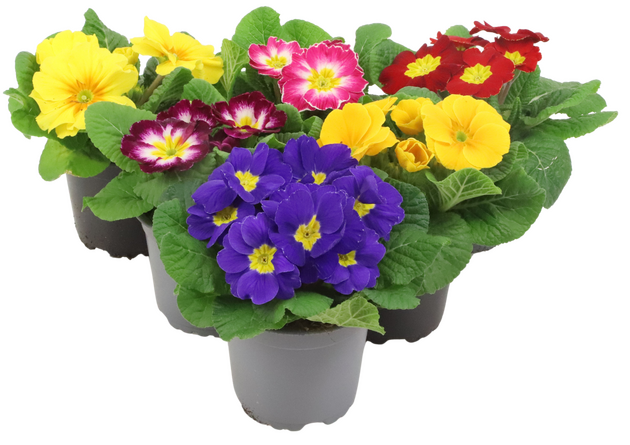 Primula Mix p10.5 - afbeelding 1