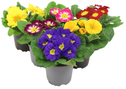 Primula Mix p10.5 - afbeelding 1