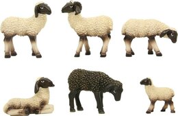 schaap zwart kop