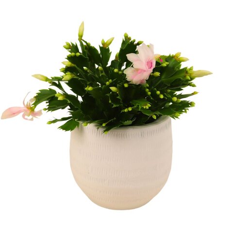 Schlumbergia WIT p17