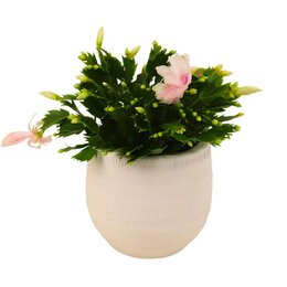 Schlumbergia WIT p17