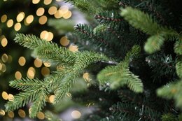 Sherwood 180cm - afbeelding 3