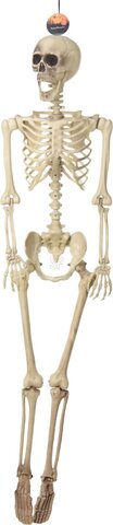 Skelet H165cm