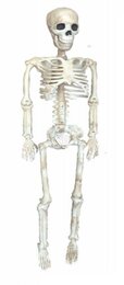 Skelet H90cm