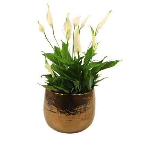 Spathyphillum 'Chopin' p17