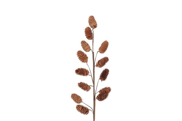 Tak Pinus 11x50cm 13dennenappels  naturel