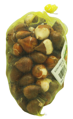 Tulipa Mix per 100 - afbeelding 4