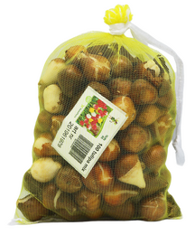 Tulipa Mix per 100 - afbeelding 3