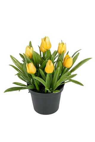 Tulp h14cm p lt geel