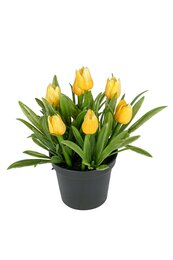 Tulp h14cm p lt geel