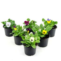 Viola cornuta rocky p9