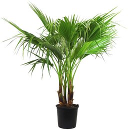 Washingtonia robusta meerstammig C10L