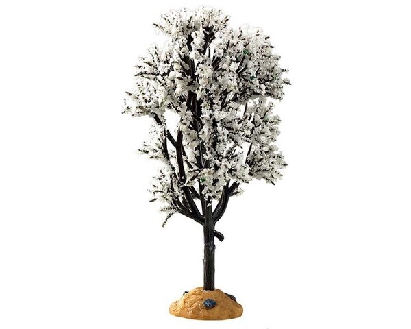 White Hawthorn Tree