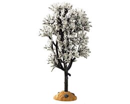 White Hawthorn Tree